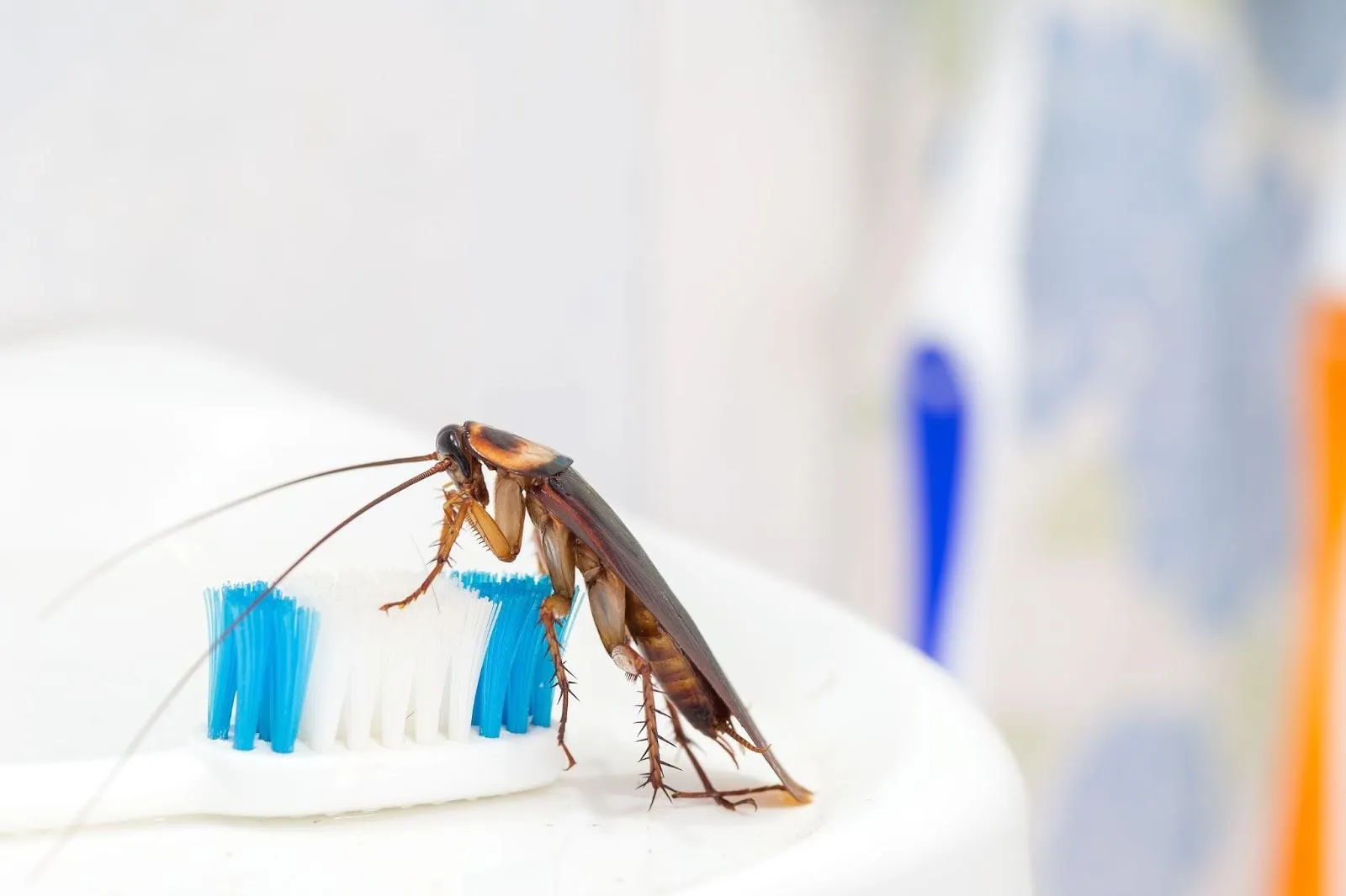 A close-up image of a cockroach crawling on the bristles of a toothbrush in a bathroom, highlighting the hygiene risks associated with roach infestations.