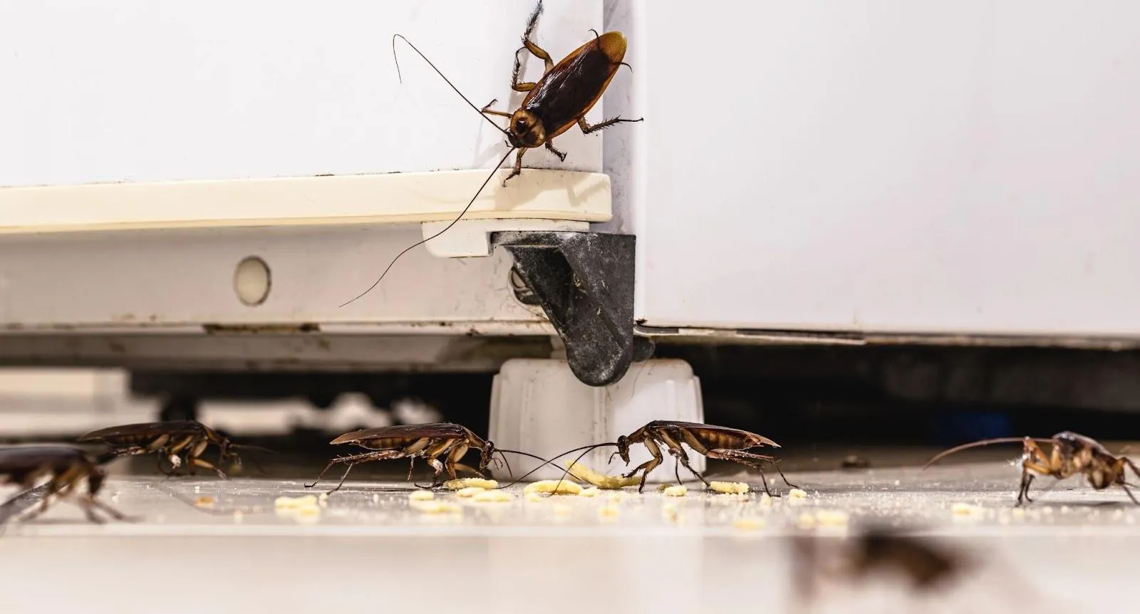 A group of cockroaches crawling on a kitchen floor beneath an appliance, feeding on food crumbs, highlighting the urgency of professional cockroach extermination.