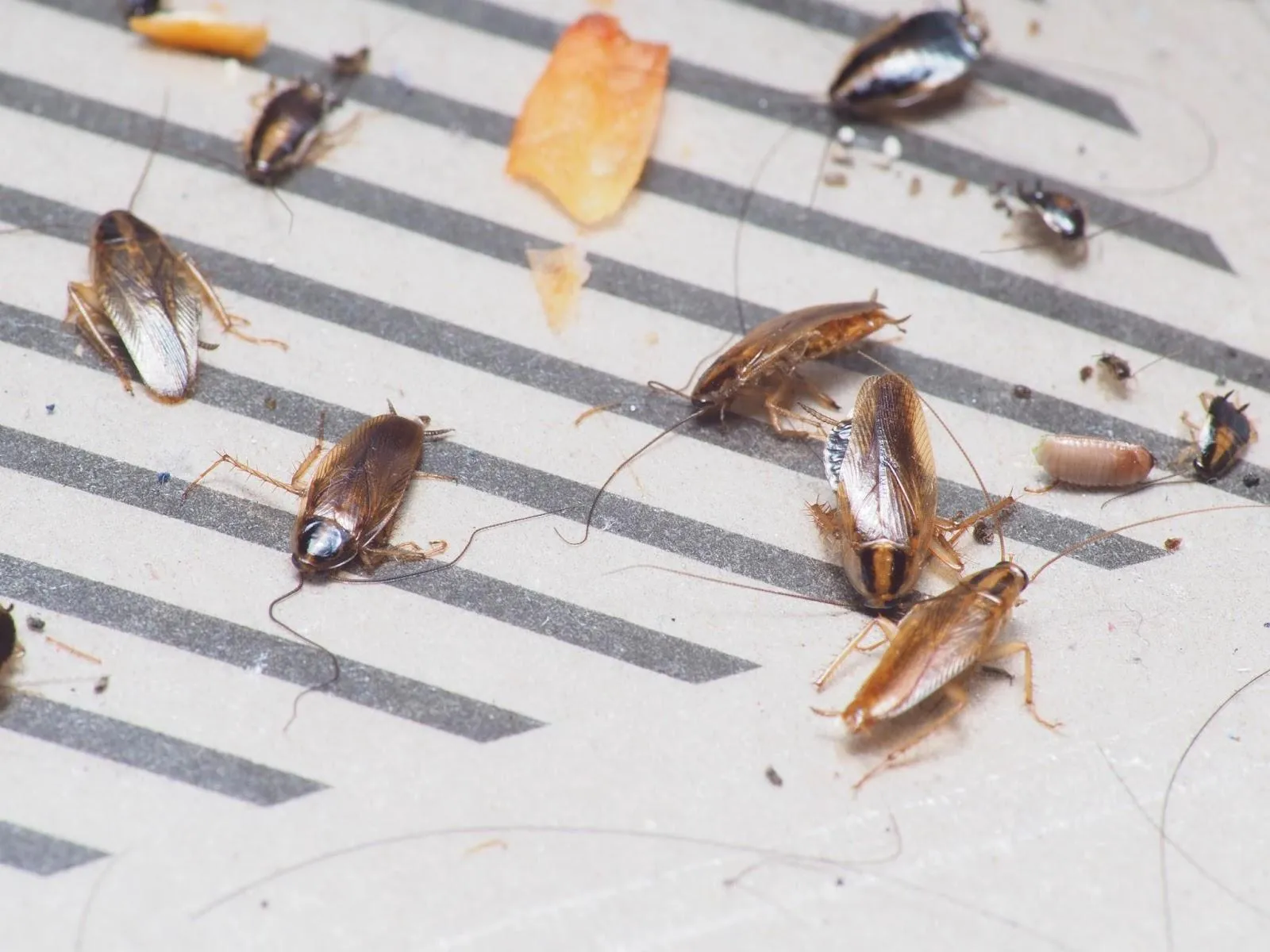 A close-up image of multiple German cockroaches caught on a glue trap, along with food particles and debris, illustrating the severity of an indoor infestation.