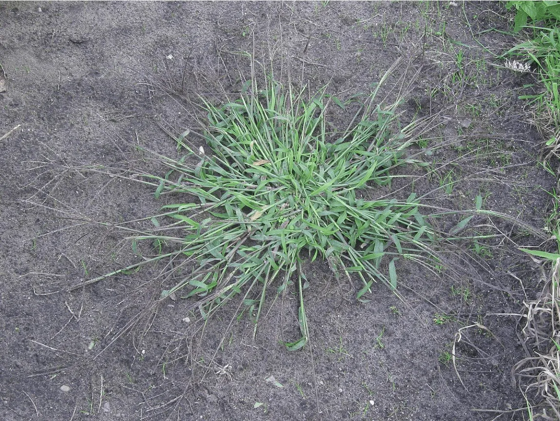 Crabgrass growing in dry, compact soil in a Phoenix, AZ yard, one of the most aggressive and common summer weeds homeowners battle in the desert climate.