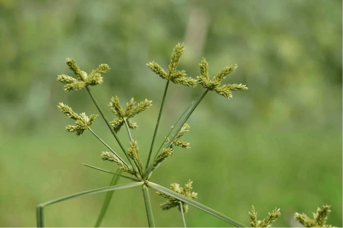 Close-up of nutgrass (nutsedge), a tough and fast-spreading weed commonly found in Phoenix lawns, thriving in overwatered or poorly drained soil typical of desert landscaping challenges.