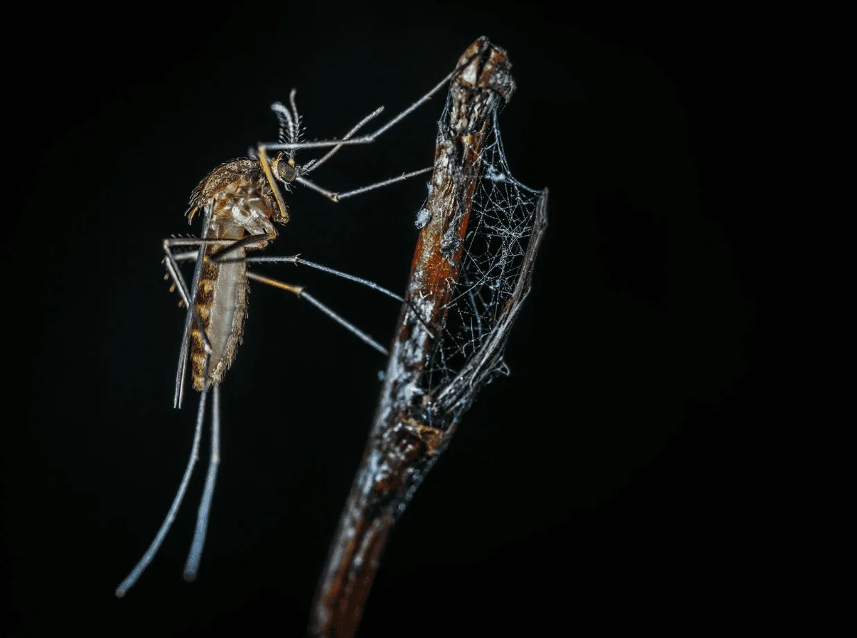 Macro image of a mosquito perched on a twig in Phoenix, AZ, emphasizing the need for mosquito control during warm, humid months when backyard breeding conditions are ideal.