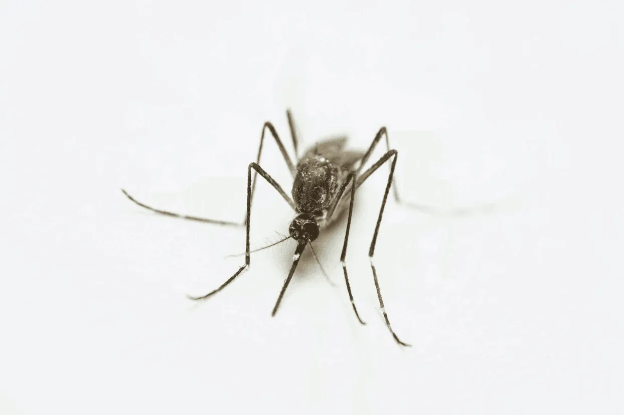 Close-up of a mosquito on a white surface in Phoenix, AZ, showcasing a common pest problem during the city’s warm months, especially in areas with standing water or poor drainage.